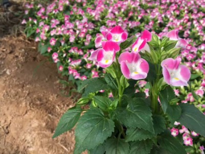 不同種類花卉對肥料的需求有哪些差異？