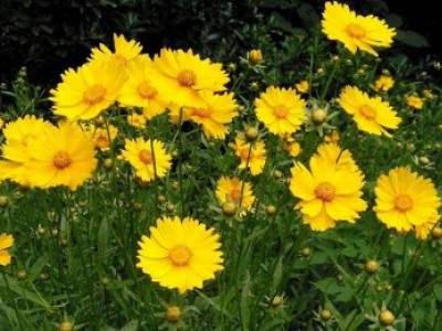宿根花卉品種特色有哪些？
